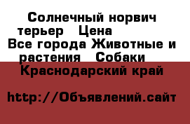 Солнечный норвич терьер › Цена ­ 35 000 - Все города Животные и растения » Собаки   . Краснодарский край